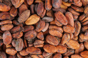Abstract background: Cacao beans