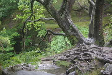 forest and waterfalls brecon