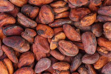 Abstract background: Cacao beans close-up
