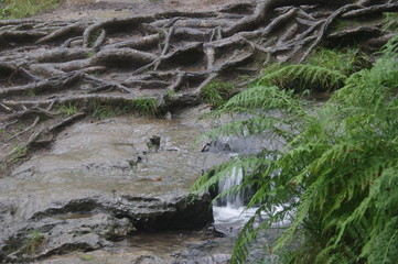 Fototapeta premium forest and waterfalls brecon