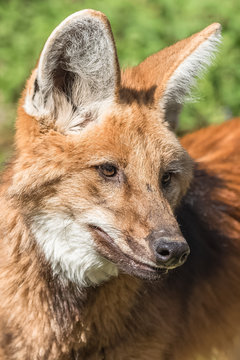     Maned wolf, Chrysocyon brachyurus, beautiful head 