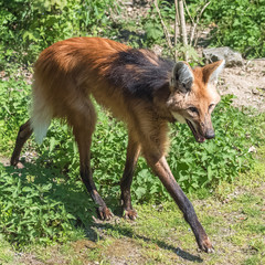     Maned wolf, Chrysocyon brachyurus, beautiful head 