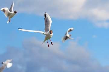 Möwen im Flug