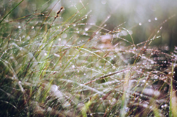 drops #1
