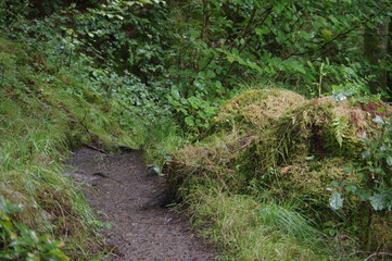 forest and waterfalls brecon