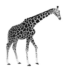 Giraffe vector illustration isolated on white background. African animal. Tallest animal. Safari trip attraction. Big five. Portrait of giraffe.