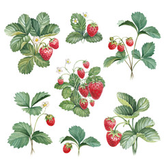 Watercolor illustration of strawberry bush - 218733684