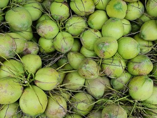 Fresh group coconut as a background, green coconuts, fruit