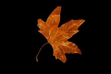 красивые сухие желтые осенние листья на черном фоне     