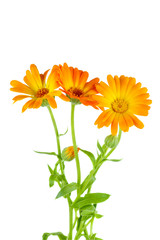 Calendula (Marigold) flowers