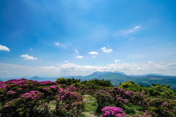 ミヤマキリシマ　経塚山