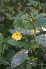 Gelbe Blume, Wald, Biene