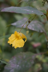 Gelbe Blume, Wald, Biene