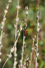 Schwarz, roter Käfer