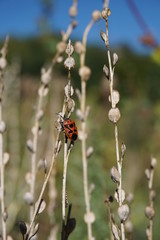 Schwarz, roter Käfer