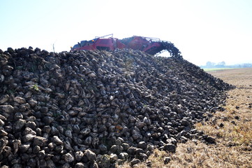 Unloading the roots of sugar beet from the hopper of the combine harvester