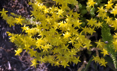 Inflorescence sedum acre