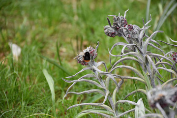 View of flowers with bee