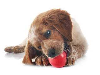 puppy brittany spaniel