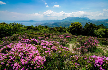 ミヤマキリシマ　経塚山