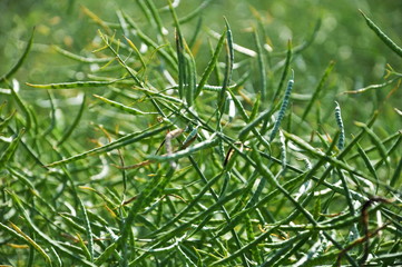 Stems of rapeseed with pods