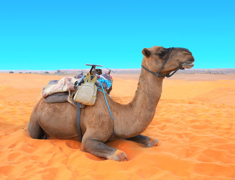 Camel in Sahara desert, Morocco