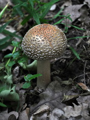 In the forest grows the gray-pink mushroom amanita rubescens