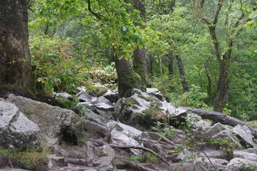 brecon forest waterfall woodland