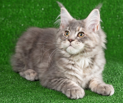Maine Coon kitten
