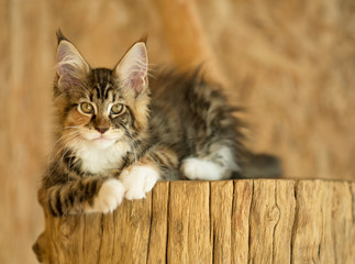 Maine Coon kitten