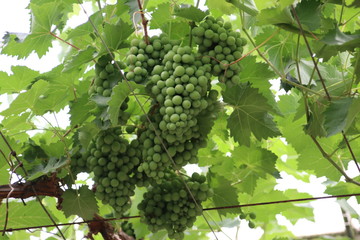 White and blue grapes in a greenhouse in Moerkapelle in the Netherlands.