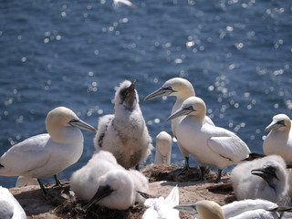 Vögel Helgoland