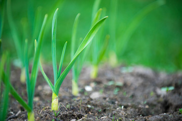 beds with young onions, rows of green onions, green onions in the ground