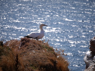Vögel Helgoland