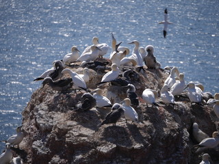 Vögel Helgoland