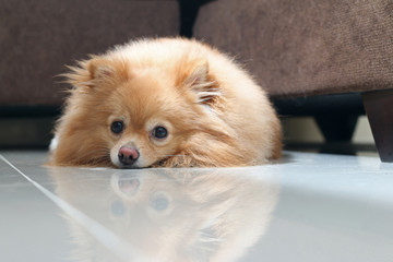 Cute dog pomeranian pets sitting and sleeping on floor