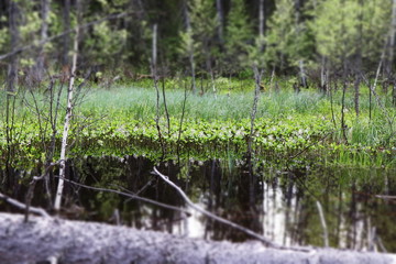  flowers on a swamp