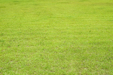 Green grass background