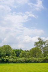 Green grass background