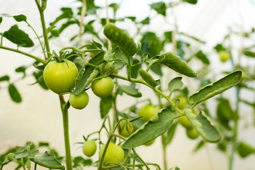 Green tomatoes in the greenhouse.