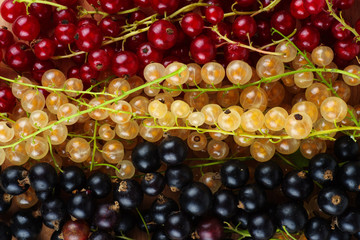Red, white and black currant berries