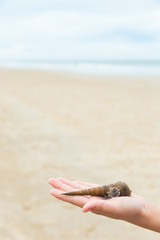 Sea shell on child's hand, beach sand background.