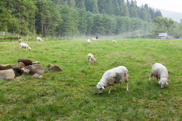 Obraz premium Beautiful sheeps, wool farm. Autumn countryside. Lamb on field.