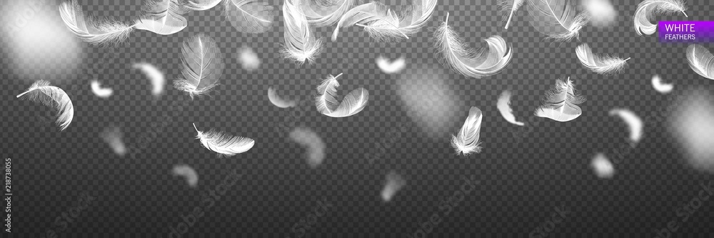 Wall mural falling twirled realistic feathers isolated on a transparent background. easy style, can be used in 
