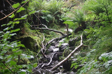 brecon beacons forest waterfalls