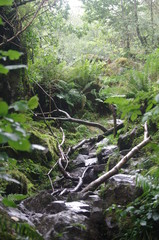 brecon beacons forest waterfalls