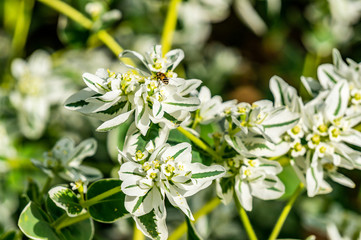 Fototapeta premium chamomile in formal gardens in Zamora