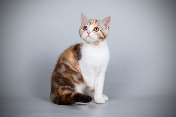 Obraz premium scottish straight shorthair cat on colored backgrounds