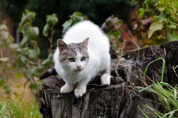 Obraz premium Old cat white color with dark head sits on an old stump in the garden.