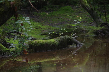 brecon beacons forest waterfalls